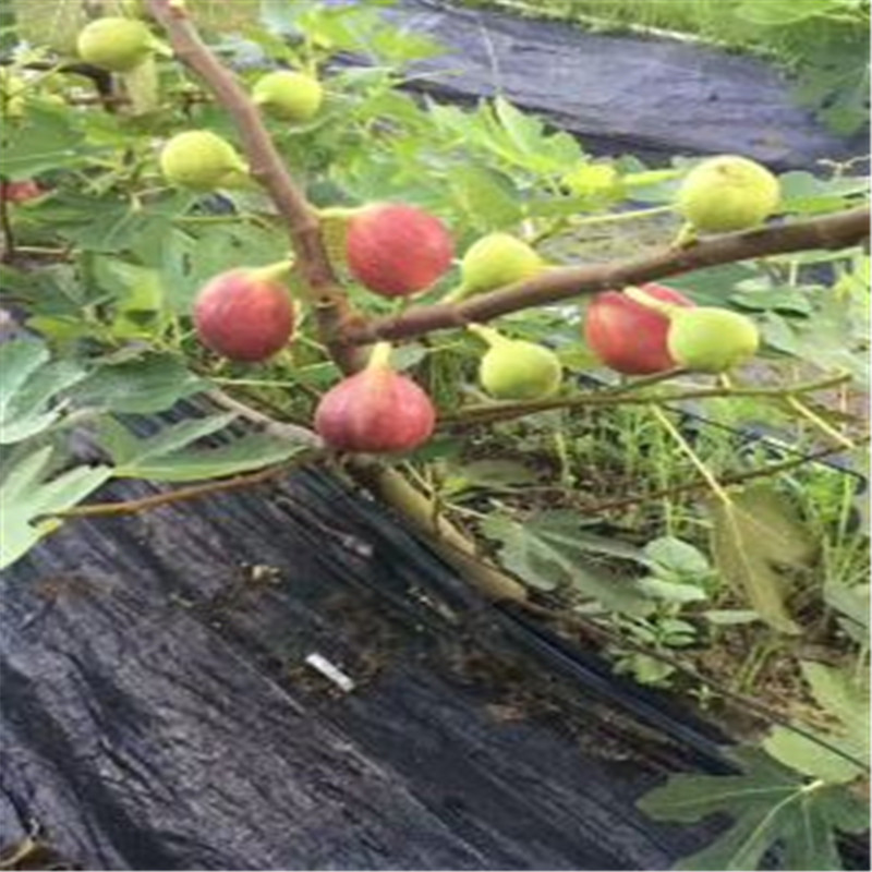 简介无花果树苗、无花果树苗产地