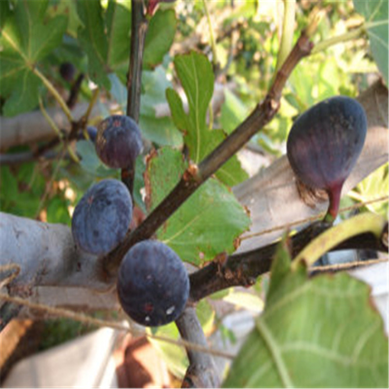 销售无花果树苗基地基地