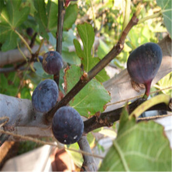 日本紫果无花果树苗种植日本紫果无花果树苗供应商