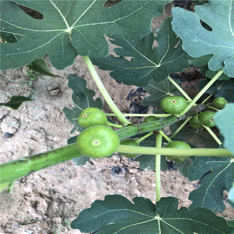 1年无花果树苗出售1年无花果树苗基地