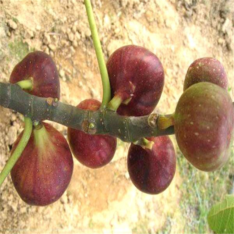 布兰瑞克无花果树苗吉塞拉布兰瑞克无花果树苗培育