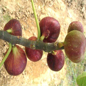 种植布兰瑞克无花果树苗培育基地