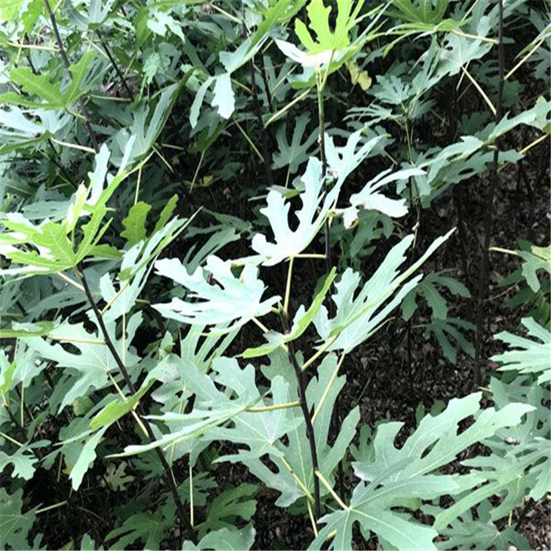 简介1年无花果树苗基地