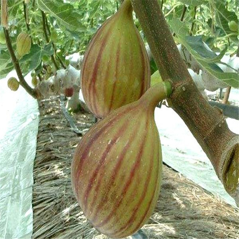 简介1年无花果树苗基地