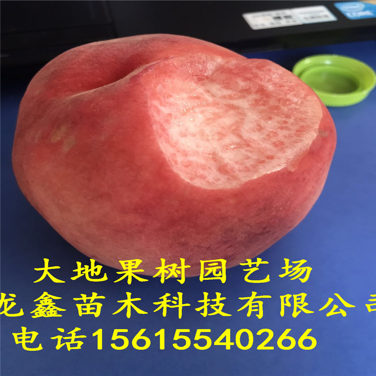 2018年1年無花果樹苗我想買