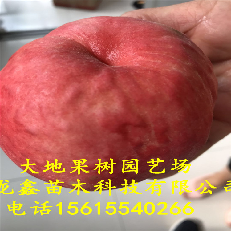 南方瑞蟠16号桃树苗