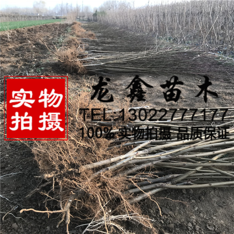 2018年1年無花果樹苗我想買