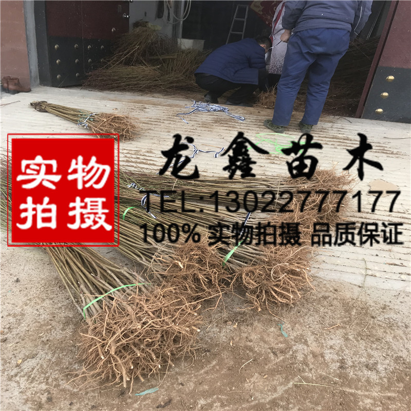 2018年1年無花果樹苗我想買