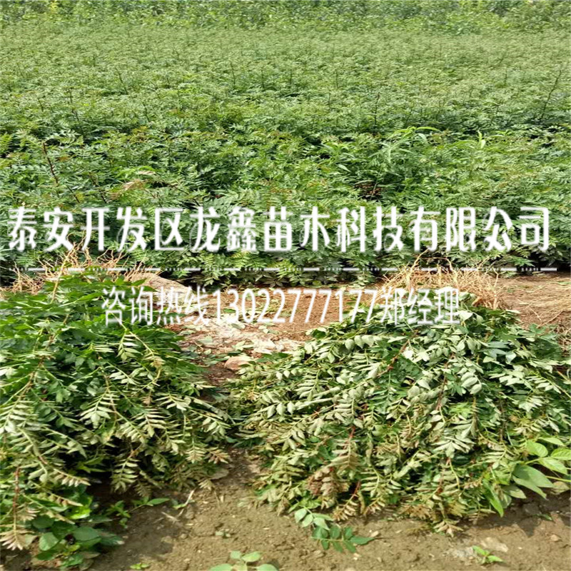 2018年花椒树苗批发什么价格