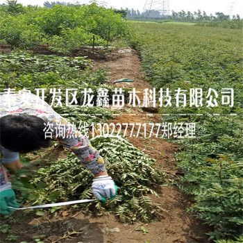 新品种大红袍花椒苗出售基地