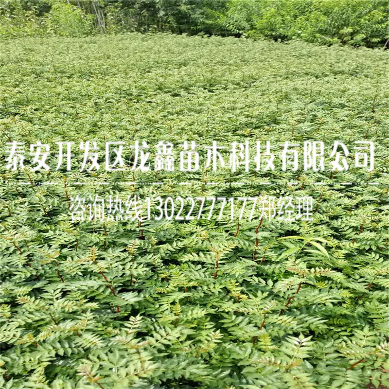 2018年花椒树苗批发什么价格