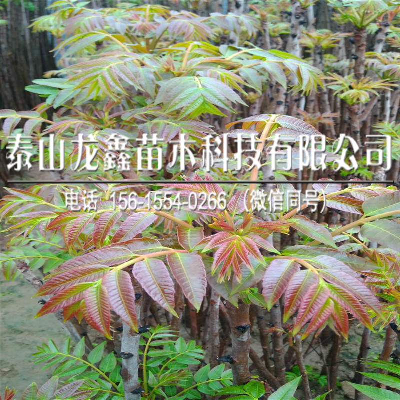 附近香椿芽苗基地,香椿芽苗基地上车价格