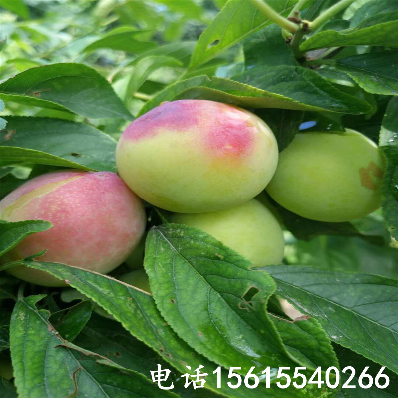 泰安美国杏李树多少钱