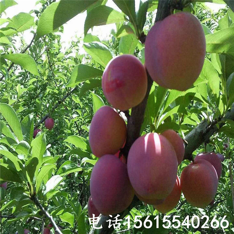 泰安美国杏李树多少钱