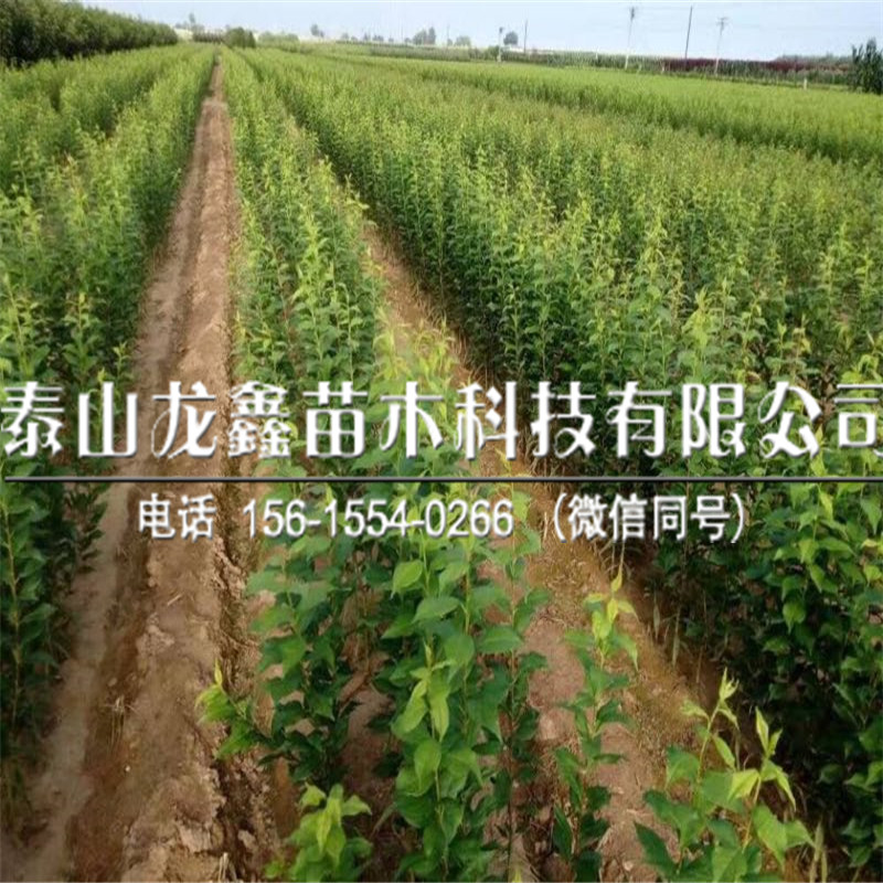 脆红李子苗种植技术
