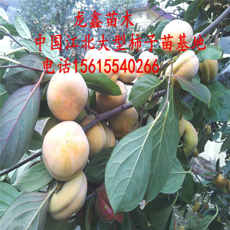新品种大秋甜柿子苗出售价位