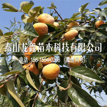 新品种日本大秋甜柿子苗出售价位