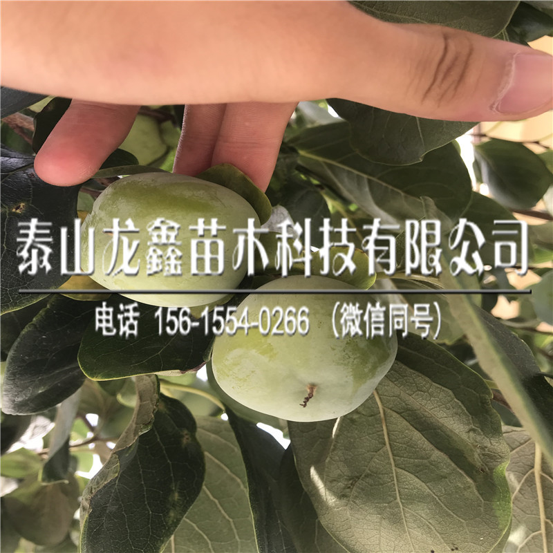 2019大秋甜柿子树苗出售多少钱