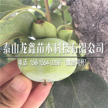 附近太秋甜柿子树苗供应太秋甜柿子树苗供应基地