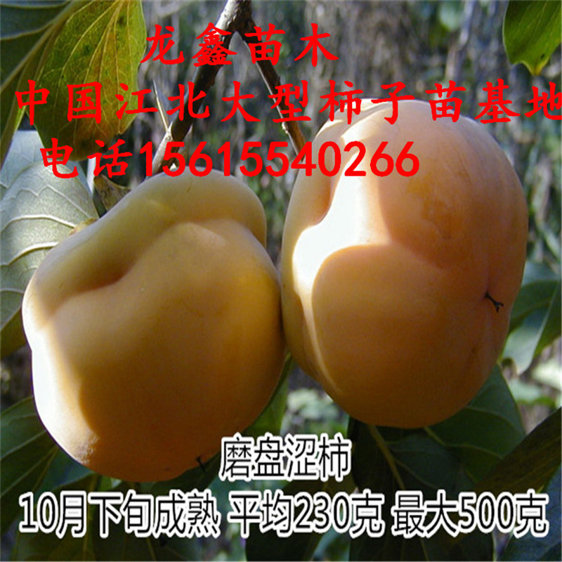 好管理的日本甜柿子树苗,日本甜柿子树苗多少钱一株