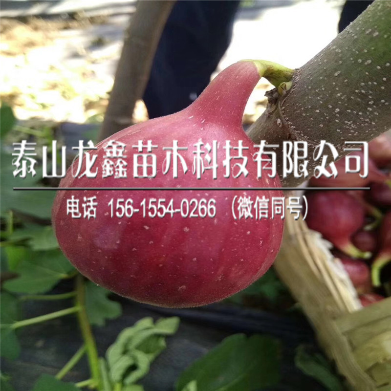 新疆早黄无花果树苗价格、2018年新疆早黄无花果树苗快递价格