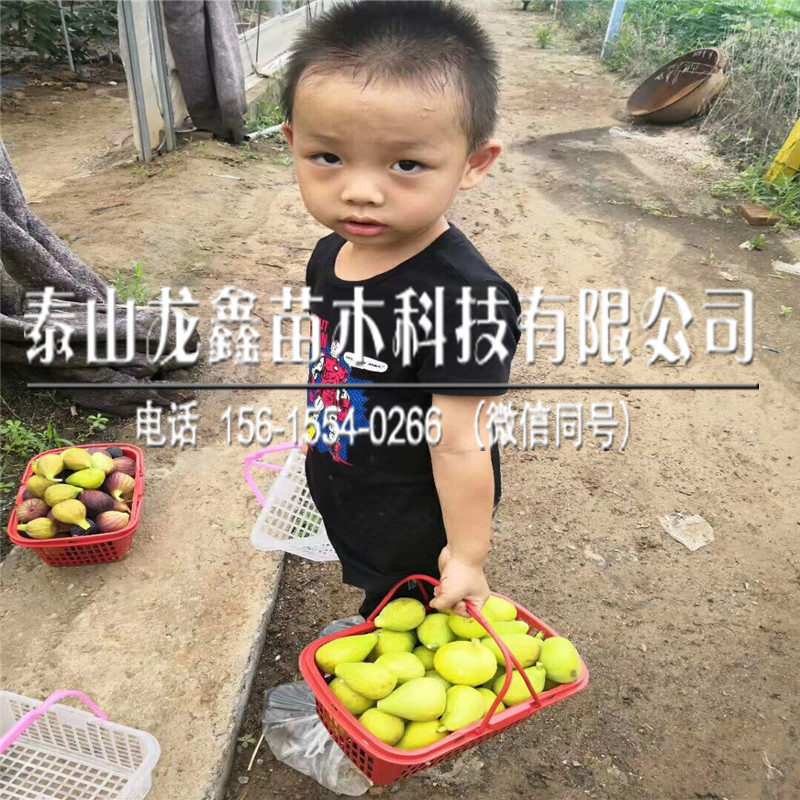 布兰瑞克无花果苗基地新品种布兰瑞克无花果苗供应基地