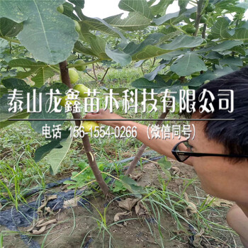 波姬红无花果苗基地2018年波姬红无花果苗种植基地