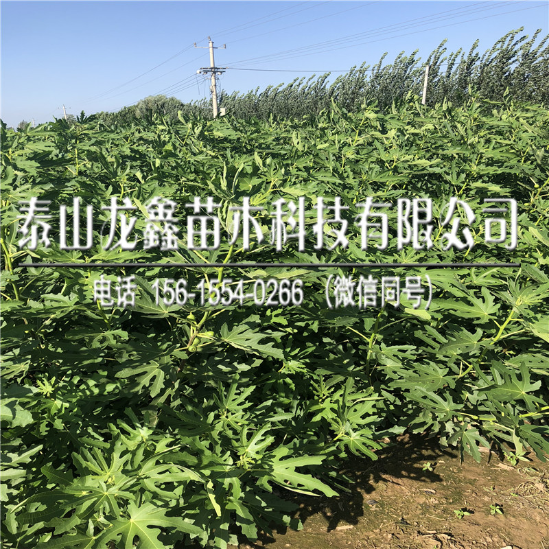 新品种3年无花果树苗批发价格