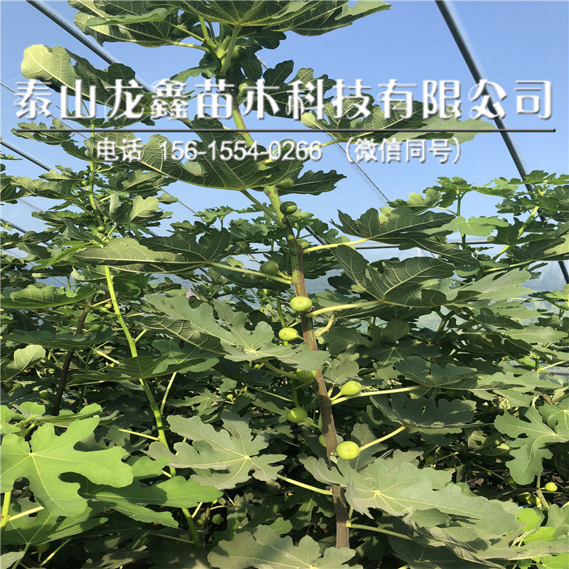 2019新疆早黄无花果树苗供应新疆早黄无花果树苗供应售价