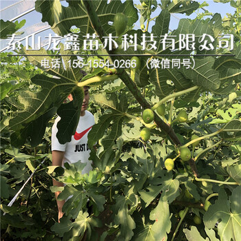 布兰瑞克无花果苗价格、2019年布兰瑞克无花果苗批发售价