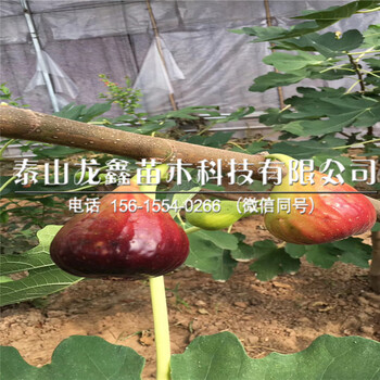 无花果树苗价格、2018无花果树苗价格多少