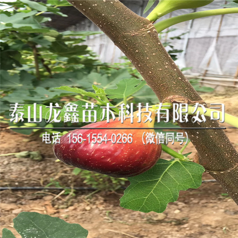 新品种华丽无花果苗多少钱？