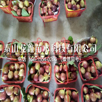 2018年3年無花果樹苗批發(fā)價、