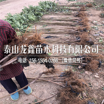 山東紫果無花果苗批發(fā)售價