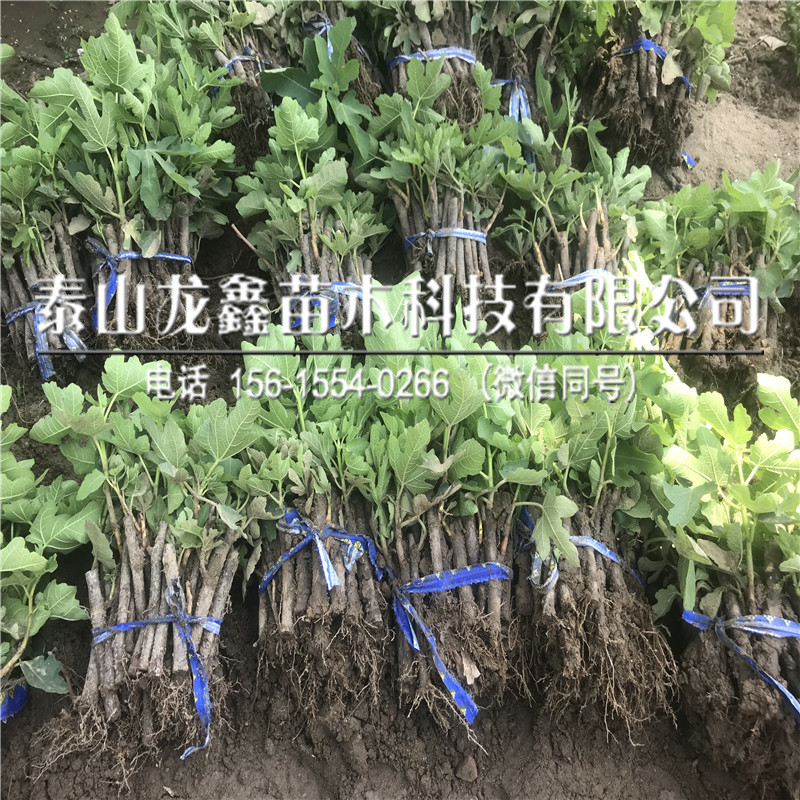 附近新疆早黄无花果树苗供应新疆早黄无花果树苗供应价格