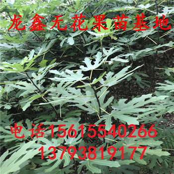 山东2年无花果树苗批发.2年无花果树苗批发哪里有