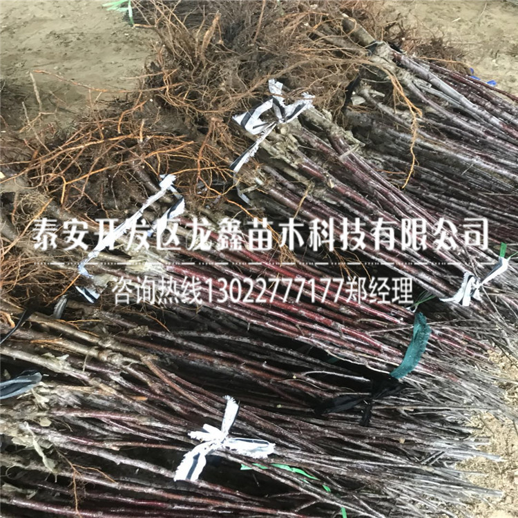 黑苹果树多少钱一株，黑苹果树多少钱一株