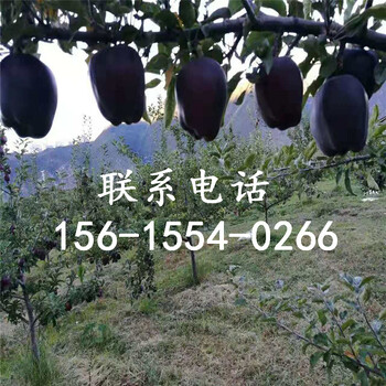 新品种黑钻苹果树苗哪里有黑钻苹果树苗哪里有栽培