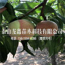 黄金蜜一号桃树苗出售价格、黄金蜜一号桃树苗出售价格图片