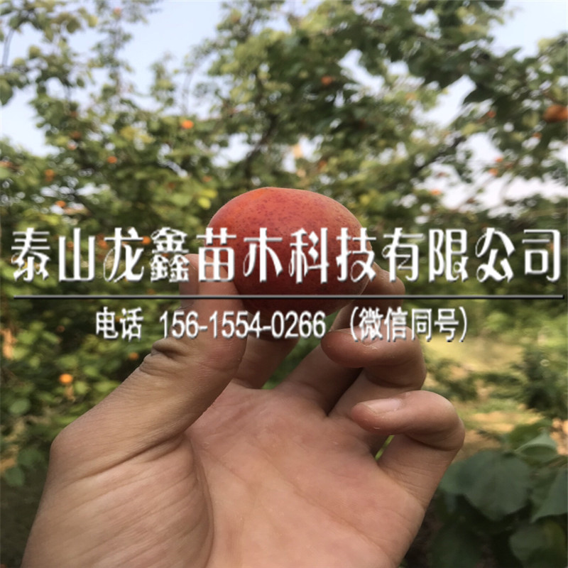 2018年1年杏树苗栽培技术、