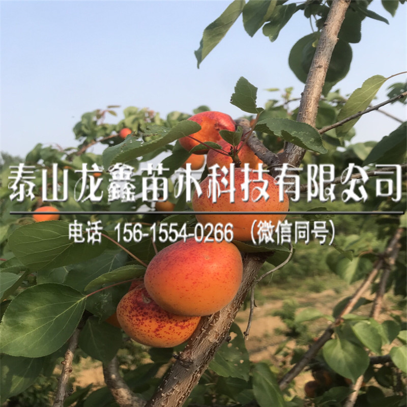 20183公分杏树苗出售供应、