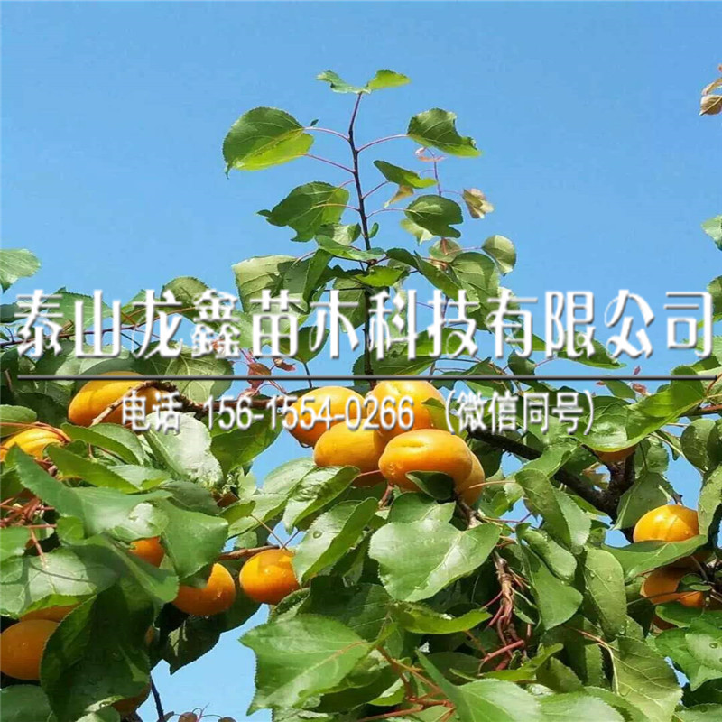 20181年杏树苗出售批发、