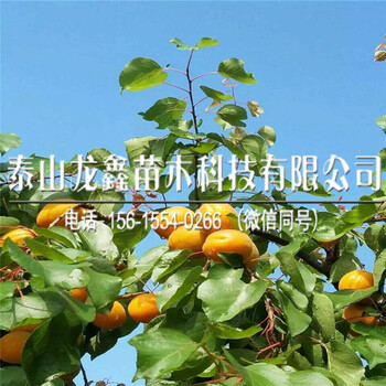 20183公分杏树苗出售供应、