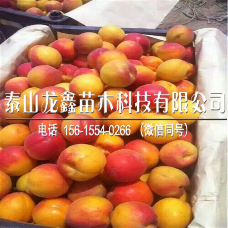 2018白杏杏树苗种植技术、