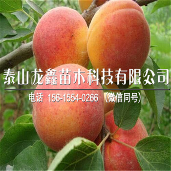 白杏杏树苗2019年价格、白杏杏树苗出售价格