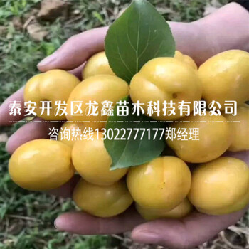 2018白杏杏树苗价格