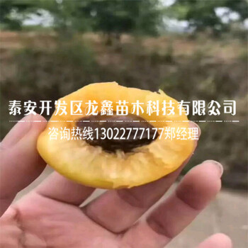 新品种金太阳杏树出售、
