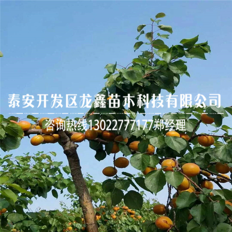 新品种白杏杏树苗批发价钱、