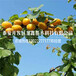 2公分杏树苗新品种价格、2公分杏树苗哪里价格低
