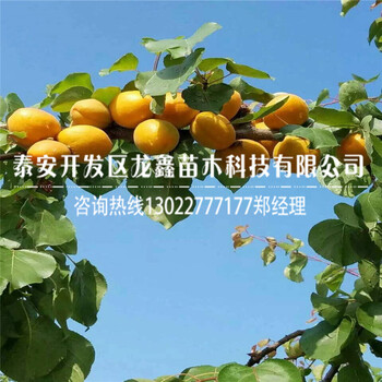白杏杏树苗今年价格、白杏杏树苗哪里便宜